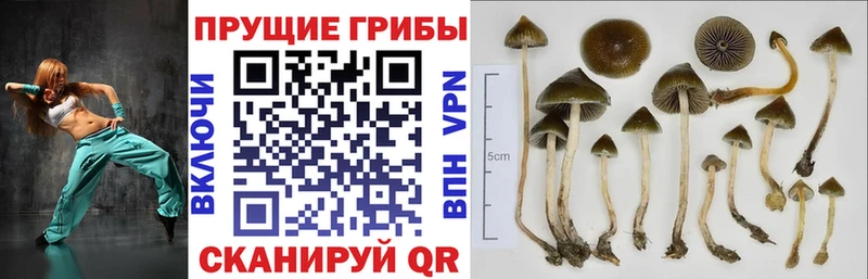 Галлюциногенные грибы Psilocybe  Ростов-на-Дону 